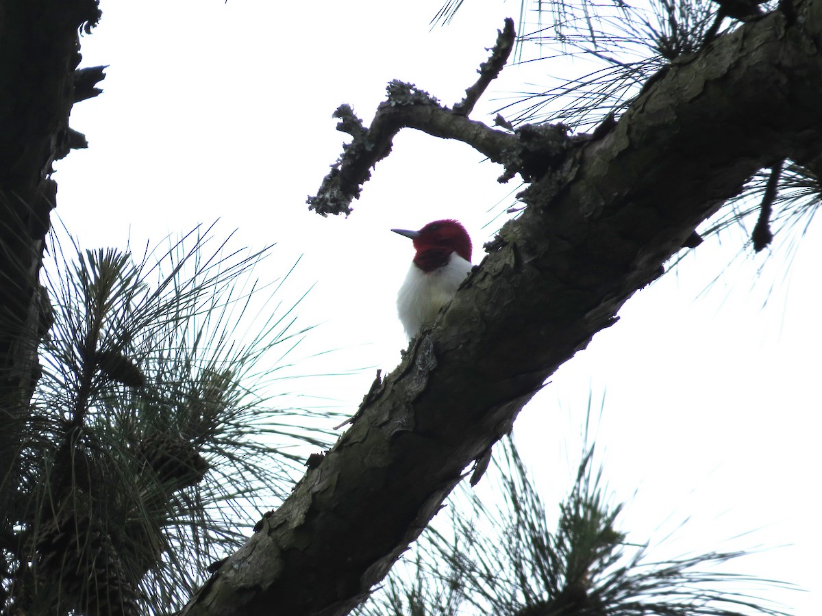 Red-headed Woodpecker - ML562238741