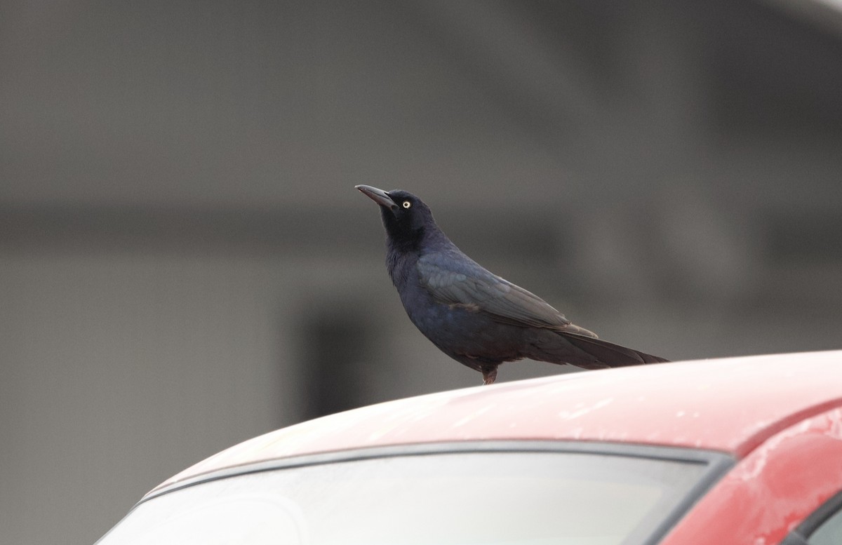Great-tailed Grackle - ML562239581
