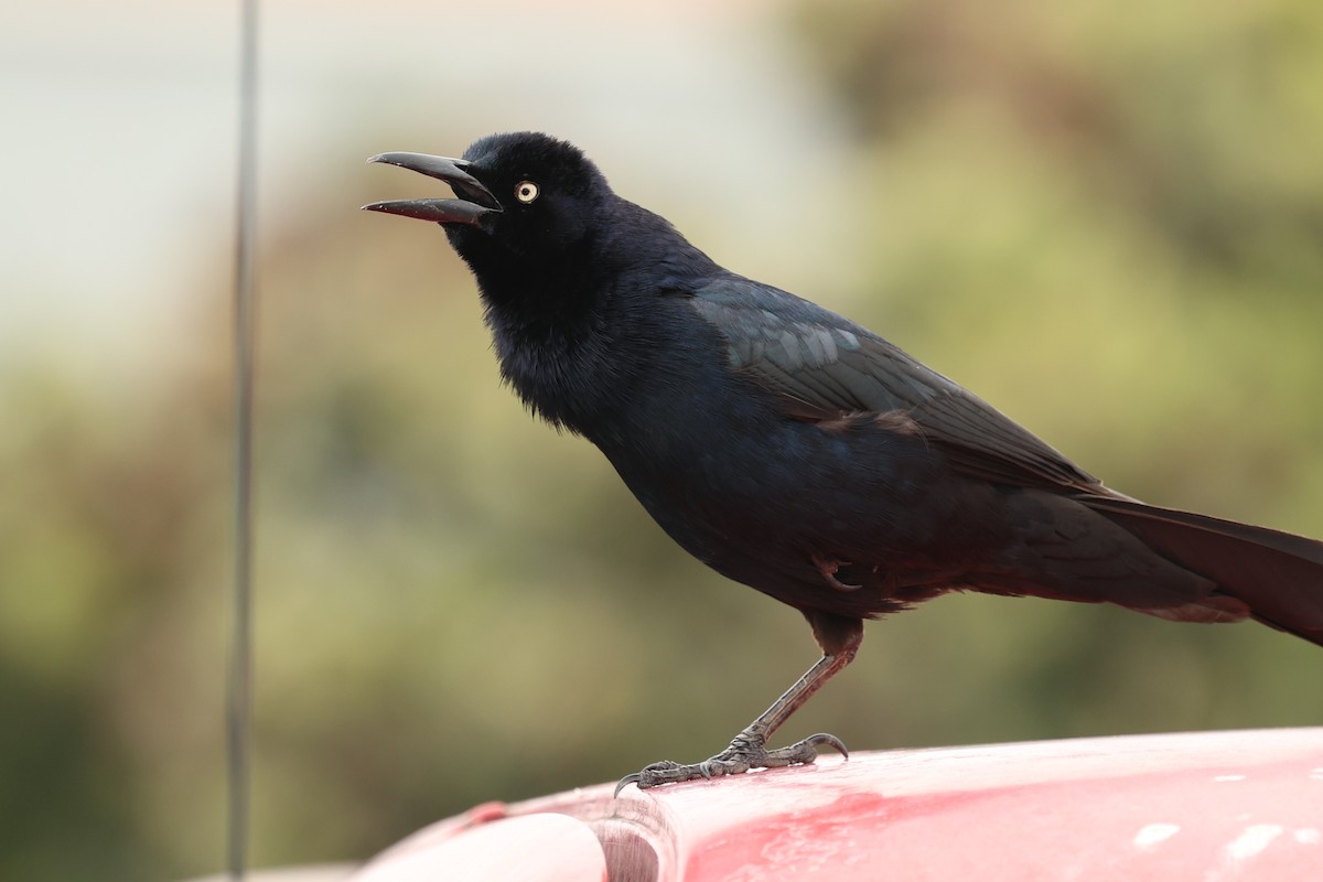 Great-tailed Grackle - ML562239611
