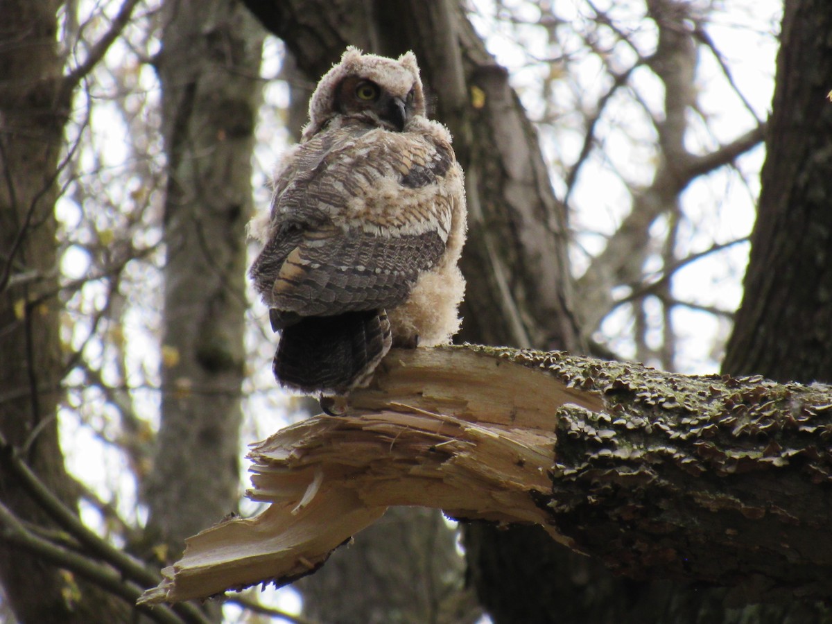 Great Horned Owl - ML562240081