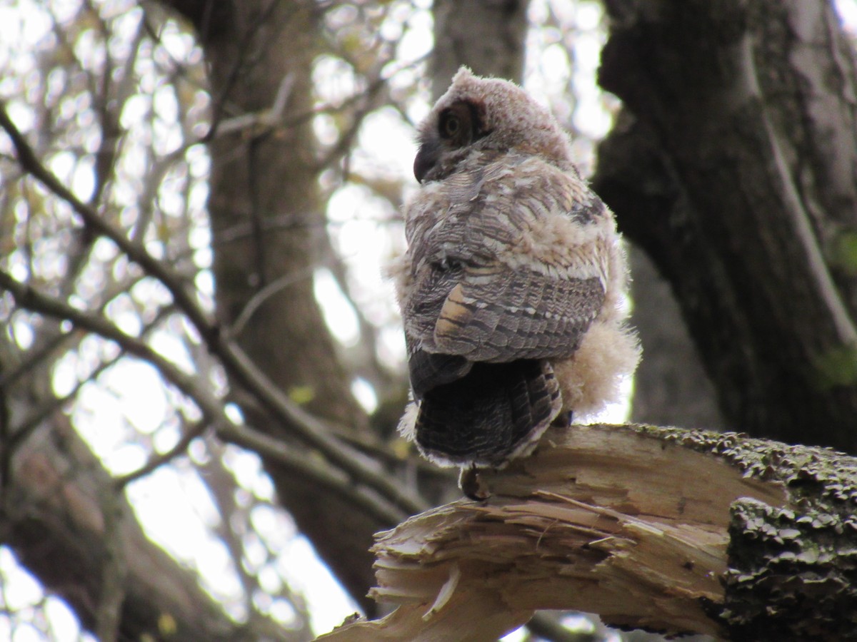 Great Horned Owl - ML562240091