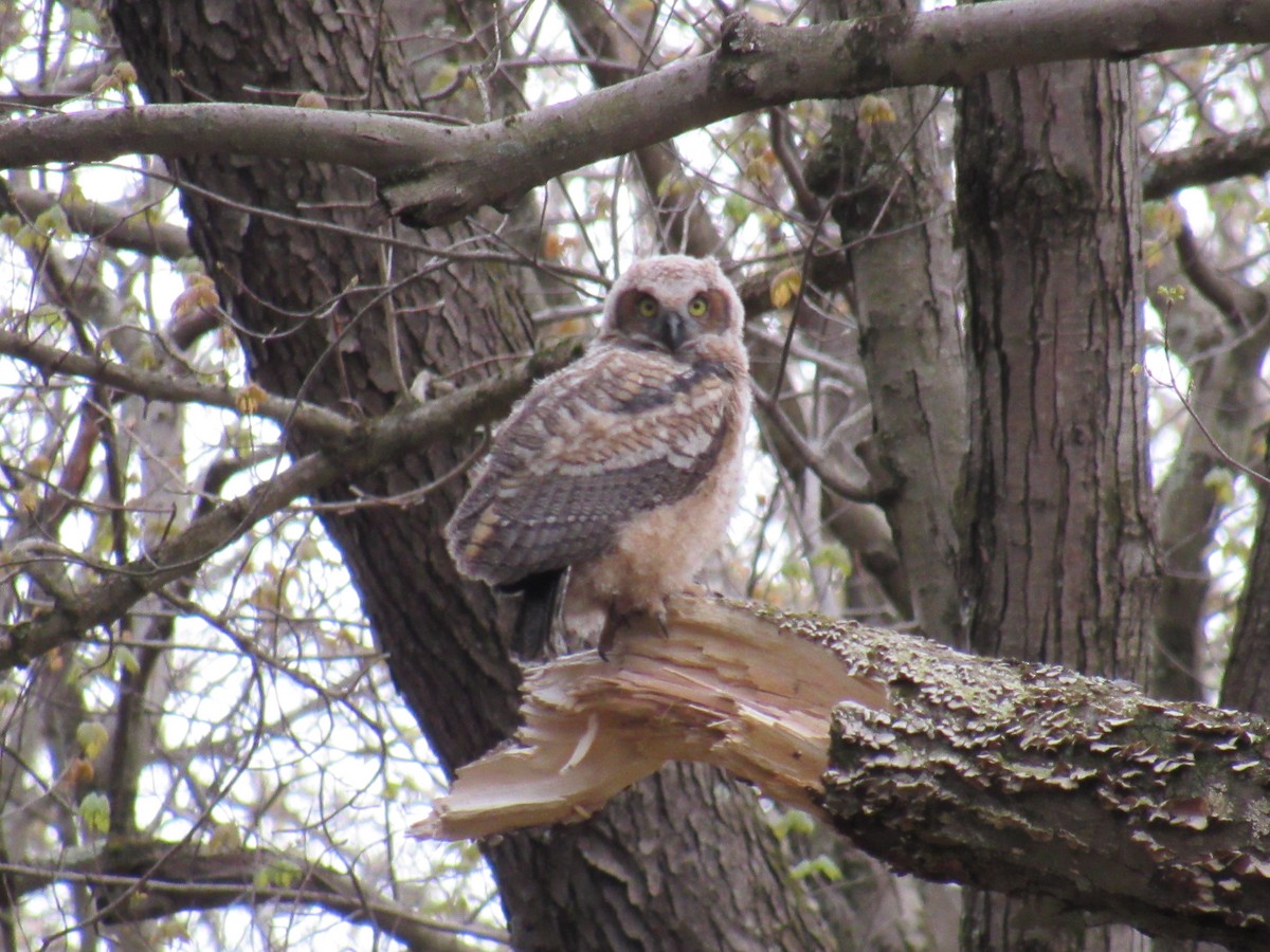 Great Horned Owl - ML562240101