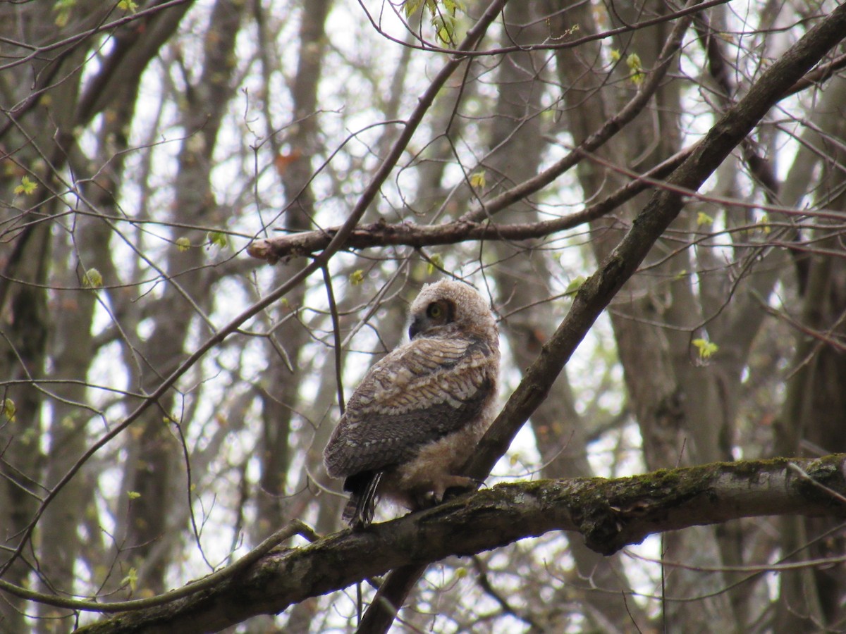 Great Horned Owl - ML562240111