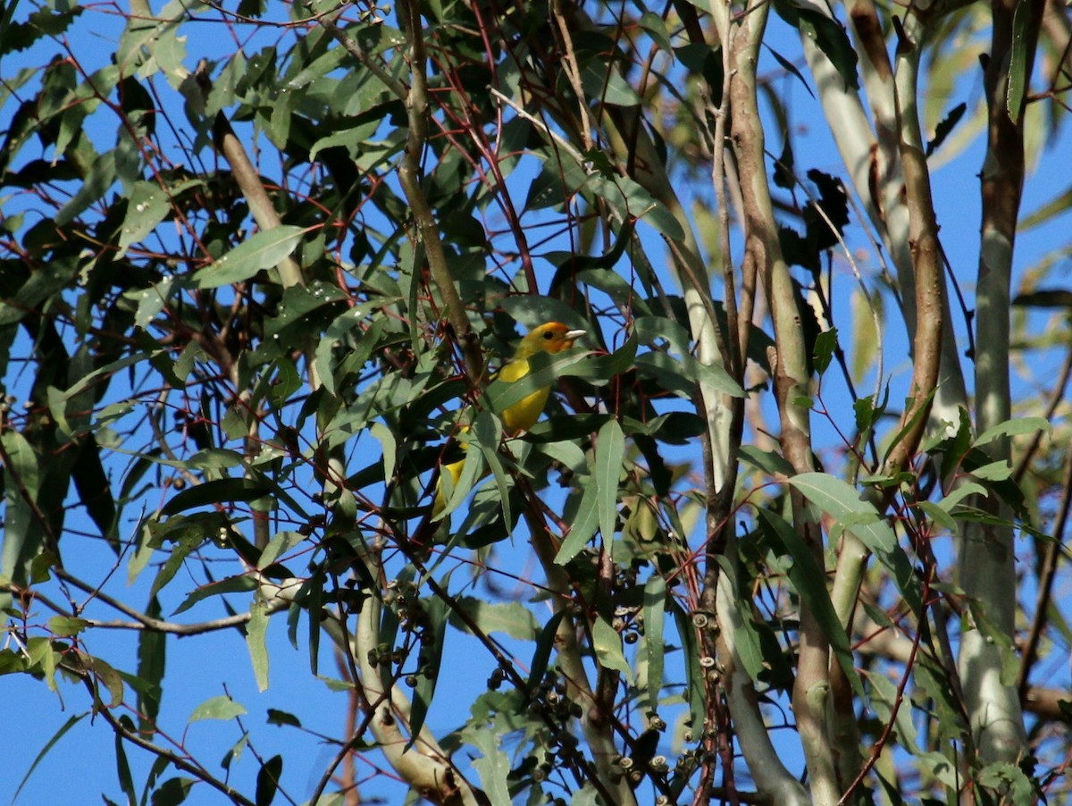 Western Tanager - ML56224211