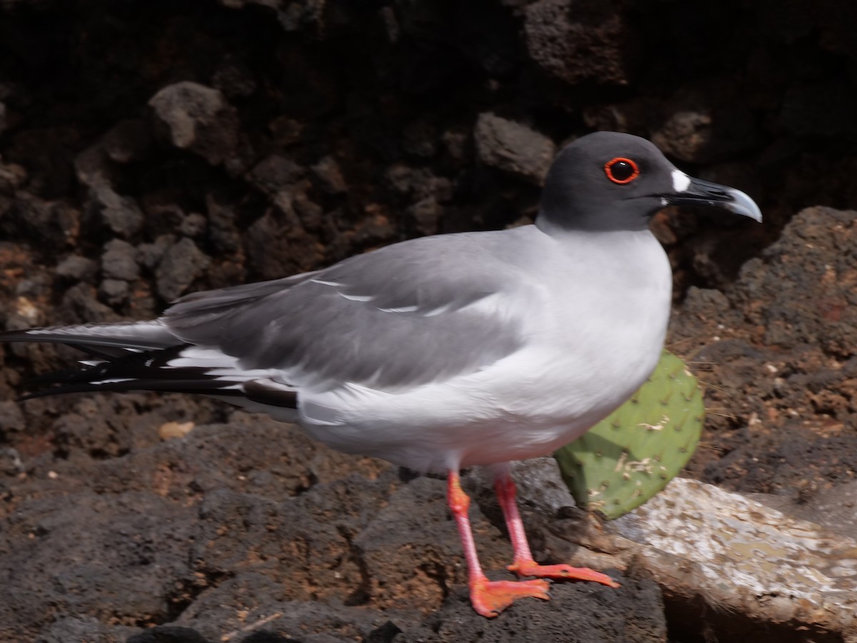 Swallow-tailed Gull - ML562248601