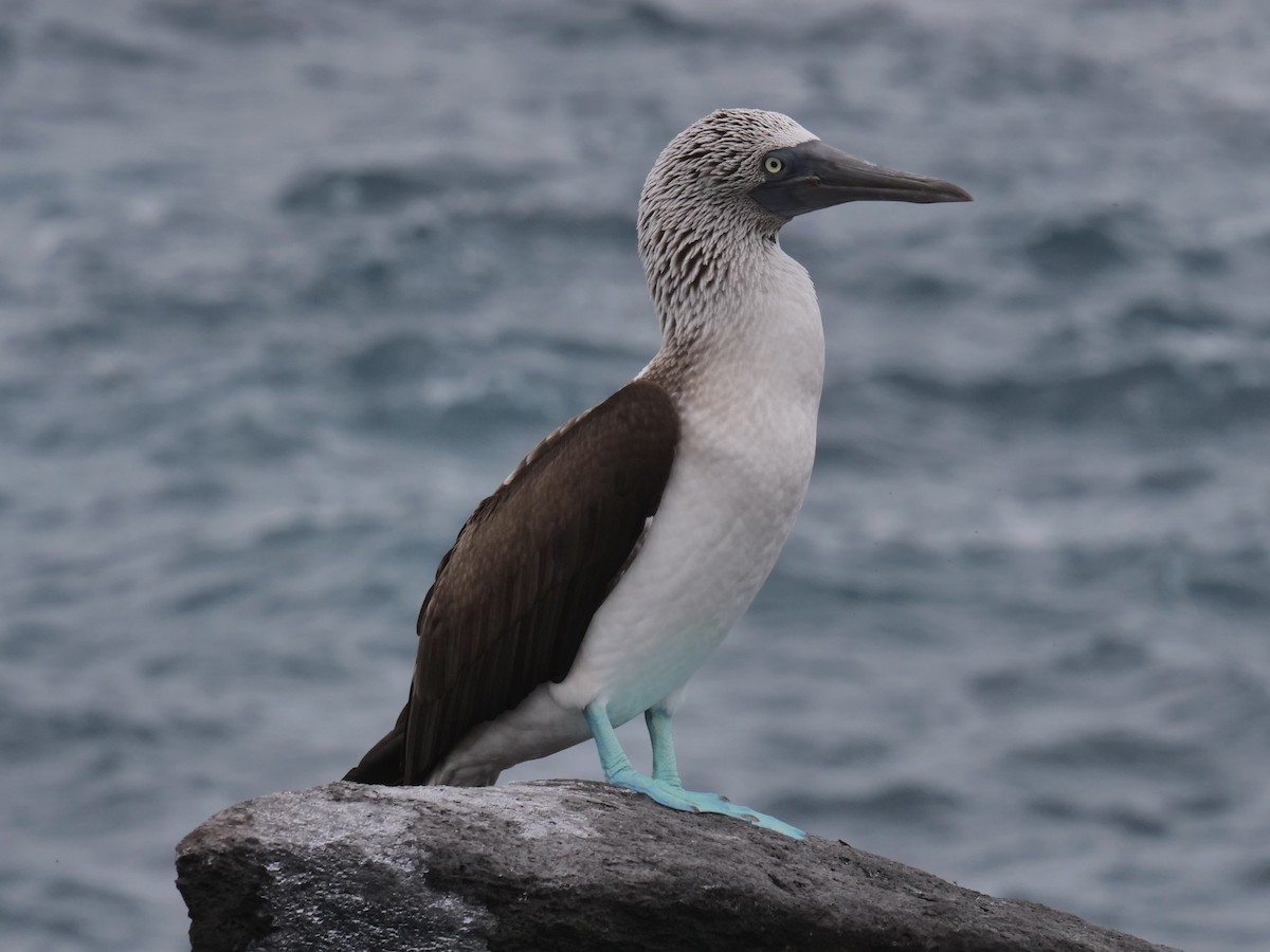 Blue-footed Booby - ML562250821