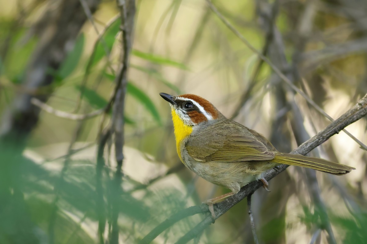 Rufous-capped Warbler - Jonathan Eckerson