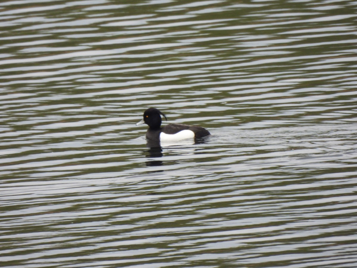 Tufted Duck - ML562253391