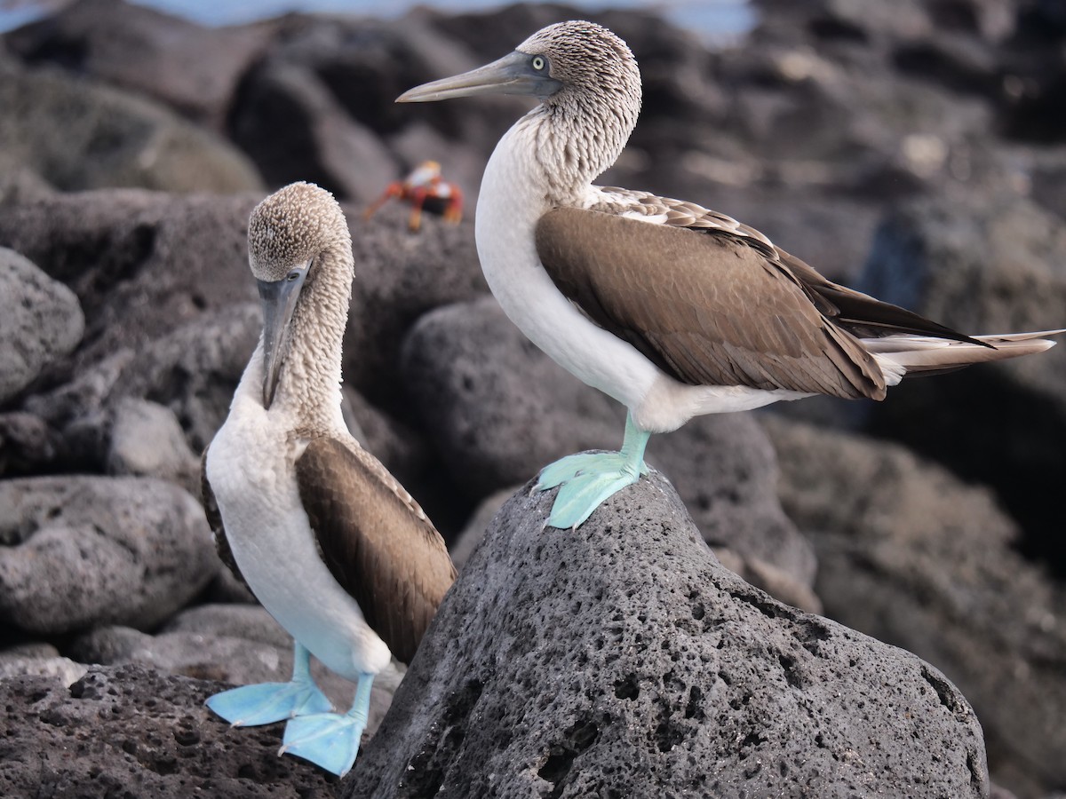 Blue-footed Booby - ML562253451