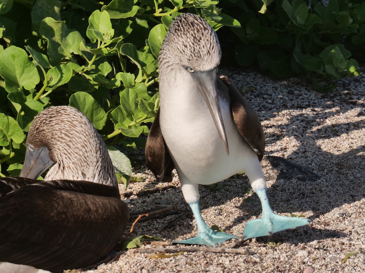 Blue-footed Booby - ML562253711