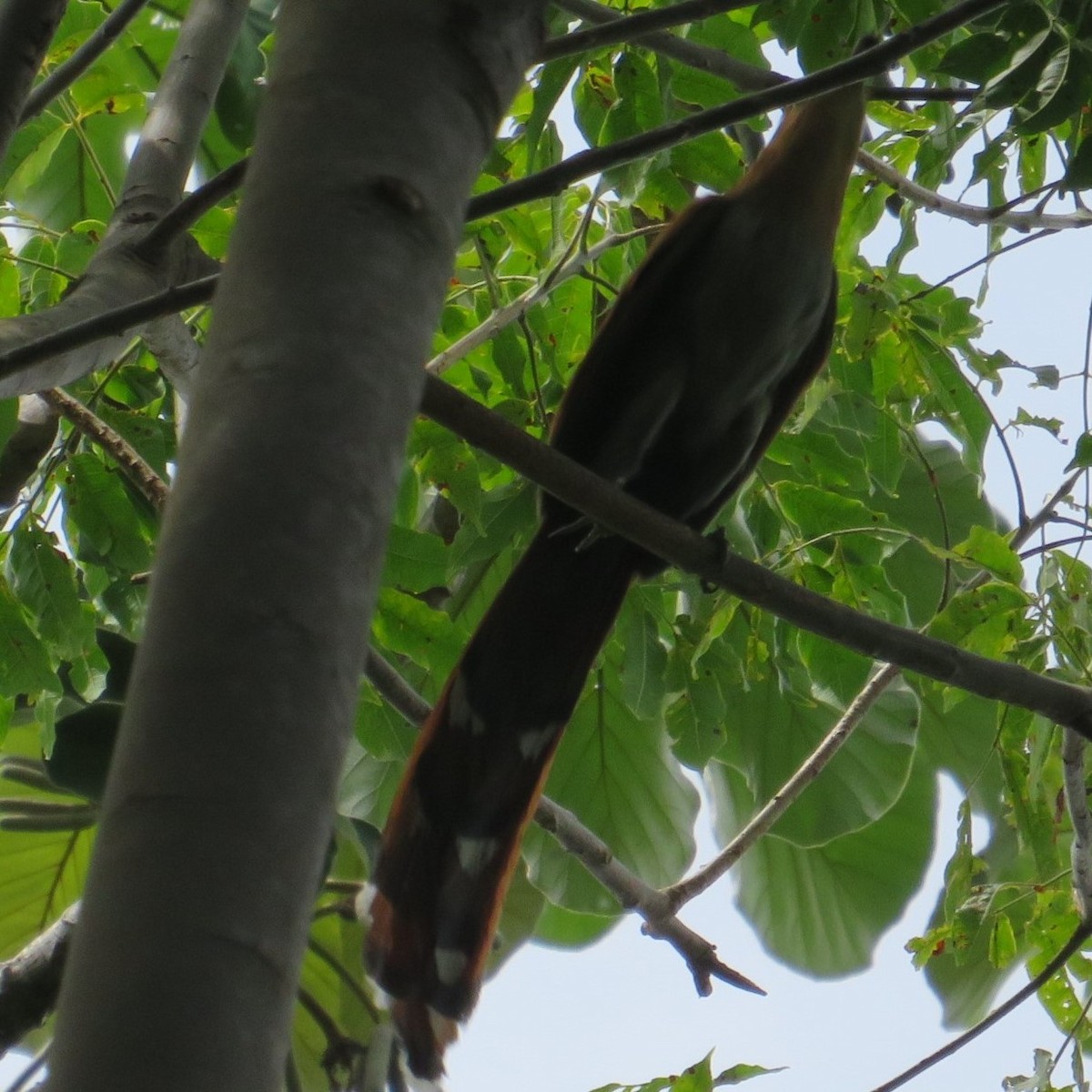 Squirrel Cuckoo - Vicente Amado Gavidia Medina