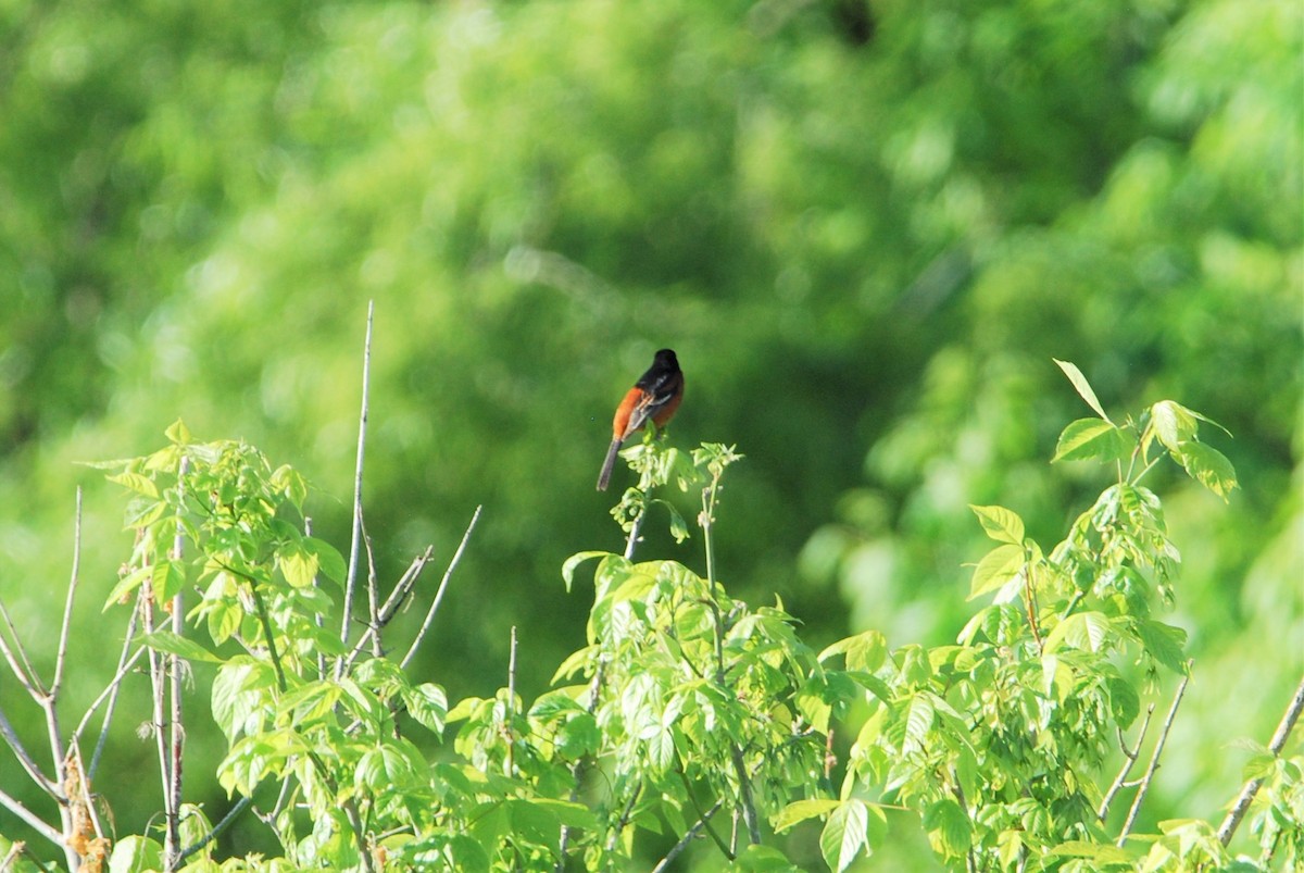 Orchard Oriole - ML562267291
