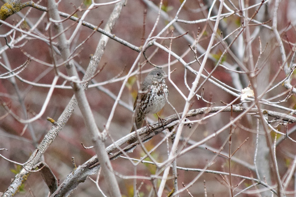 Fox Sparrow (Slate-colored) - ML562269401