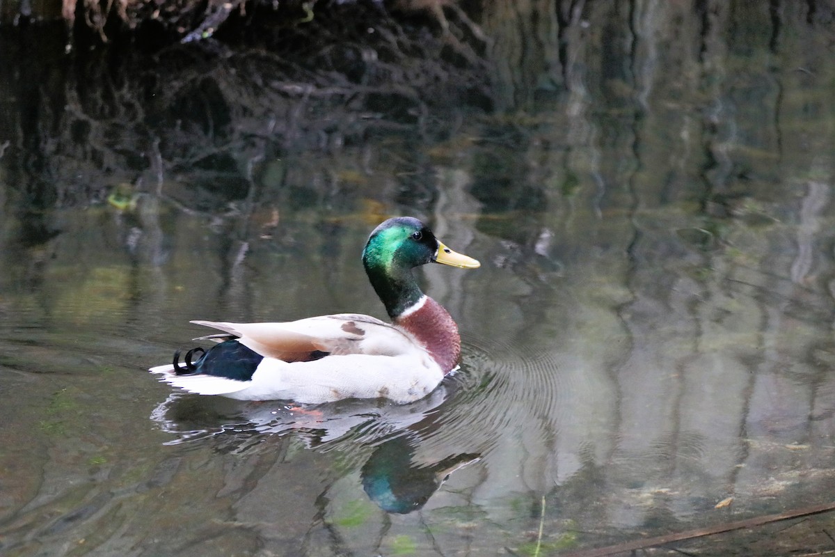 eBird Checklist 24 Apr 2023 Mead Botanical Gardens 29 species