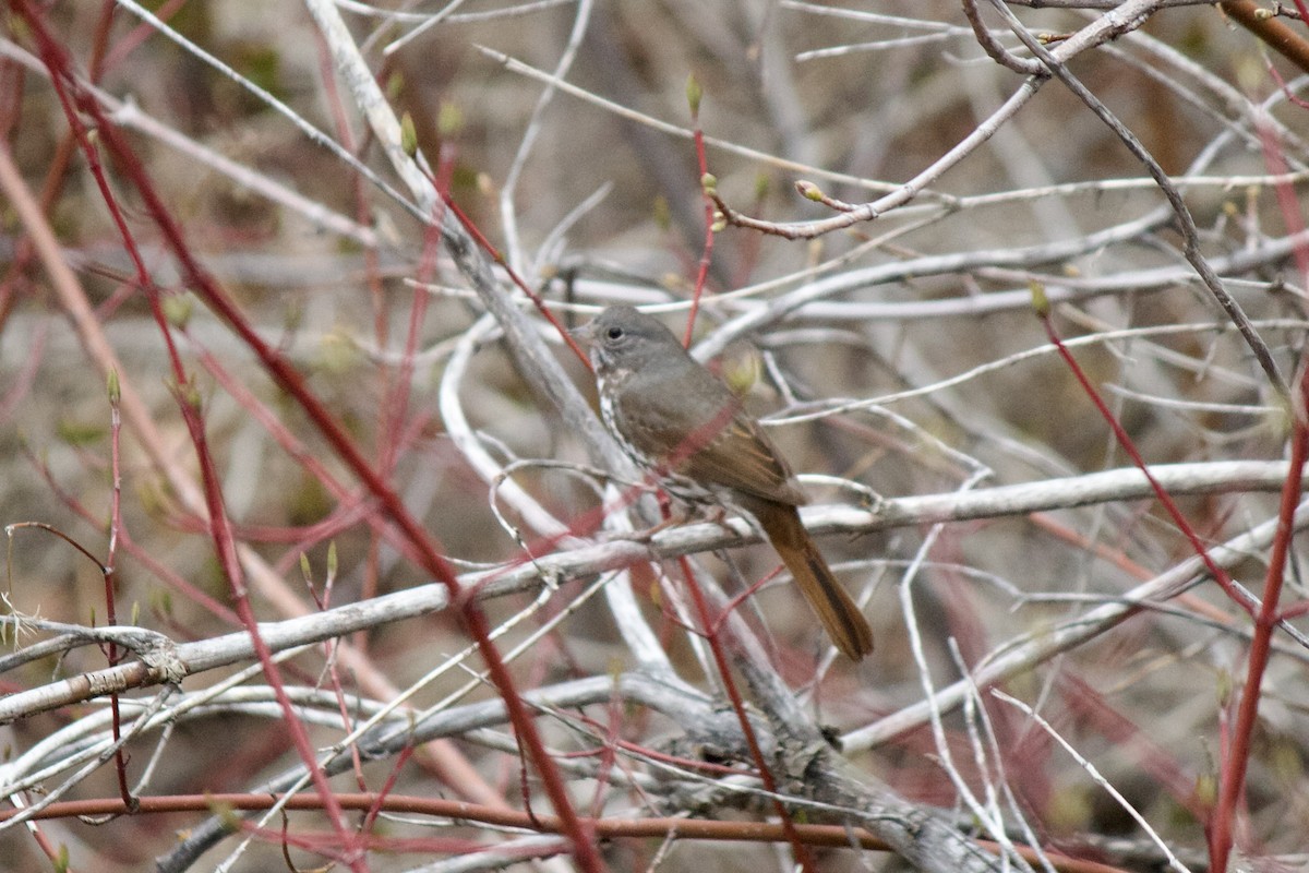 Fox Sparrow (Slate-colored) - ML562270081