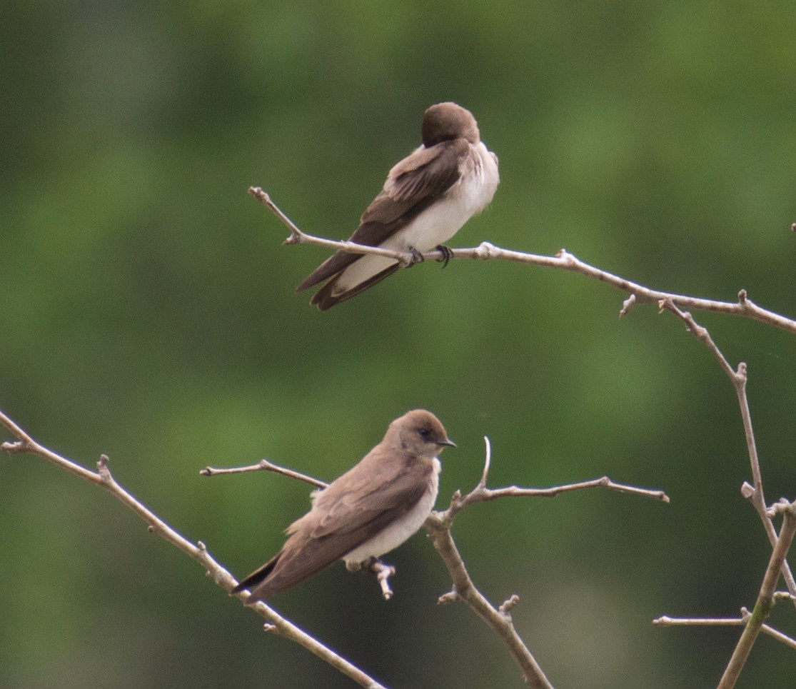 Northern Rough-winged Swallow - ML56227221