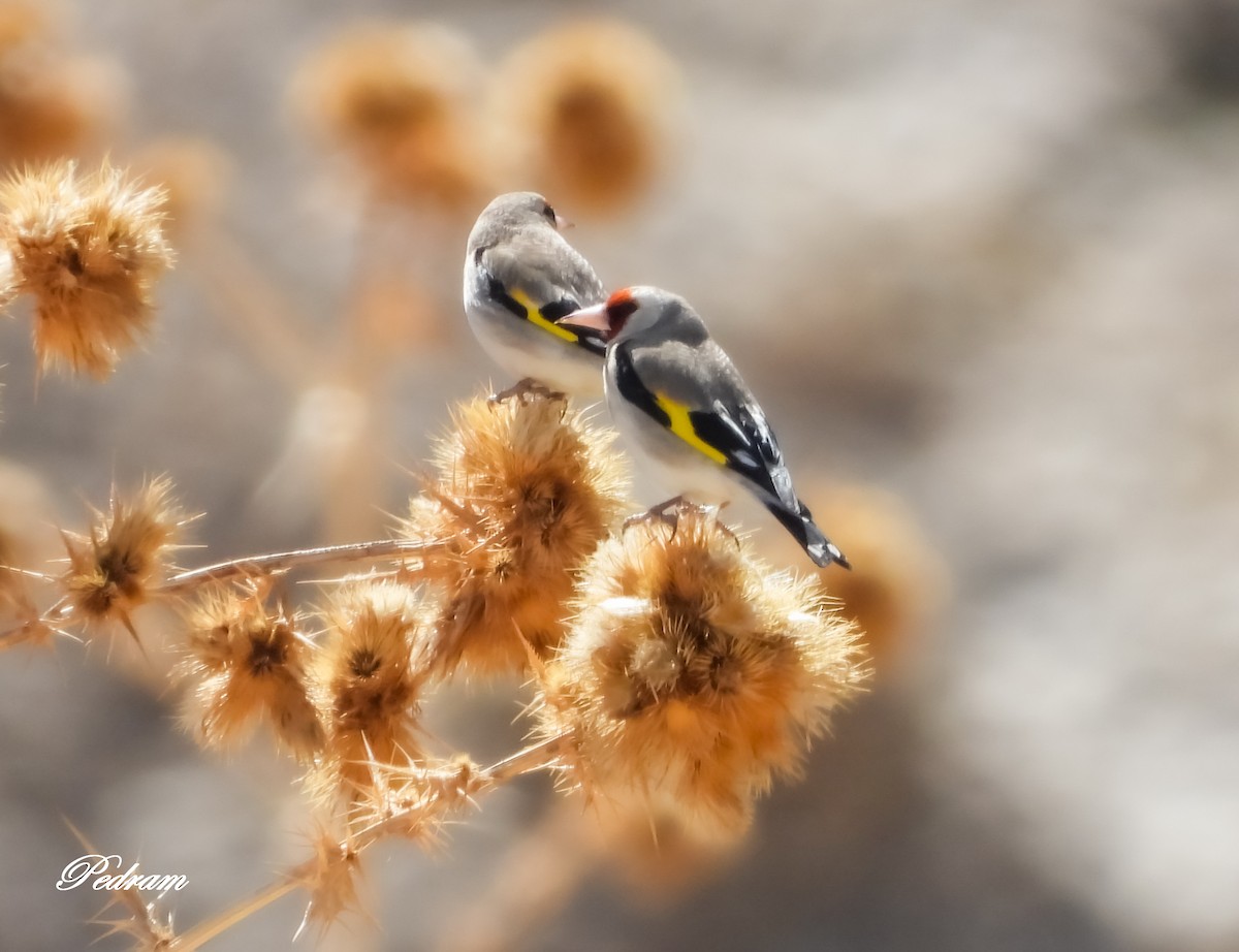 European Goldfinch (Eastern) - Pedram Khalili