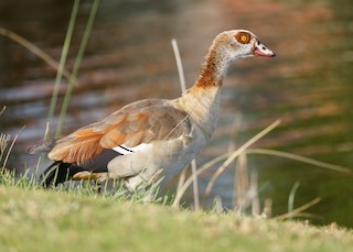 Egyptian Goose, ML56227871