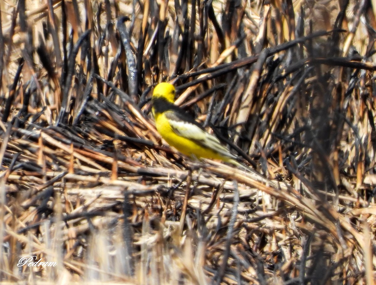 Citrine Wagtail (Black-backed) - ML562278961