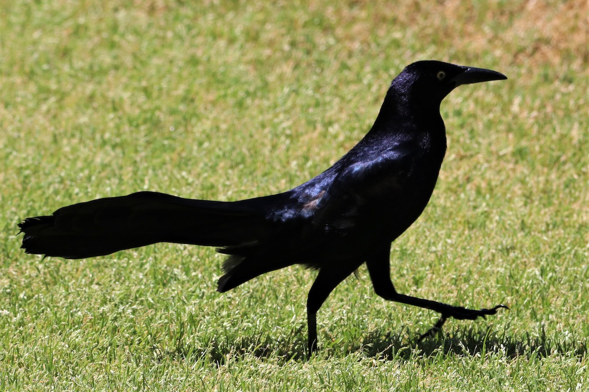 Great-tailed Grackle - ML562280161