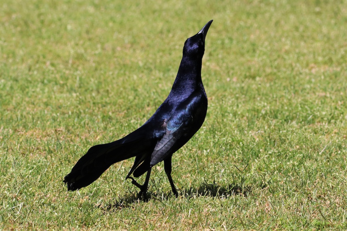 Great-tailed Grackle - ML562280171