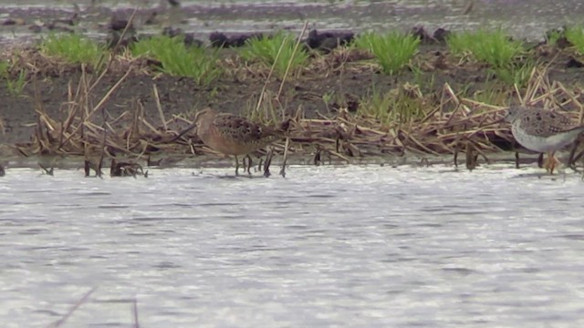 Long-billed Dowitcher - ML562281341