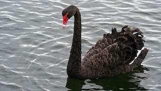 Black Swan, ML56228431