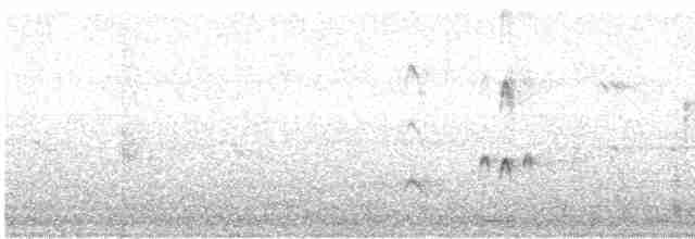 Karayip Islıkçı Ördeği - ML562284961