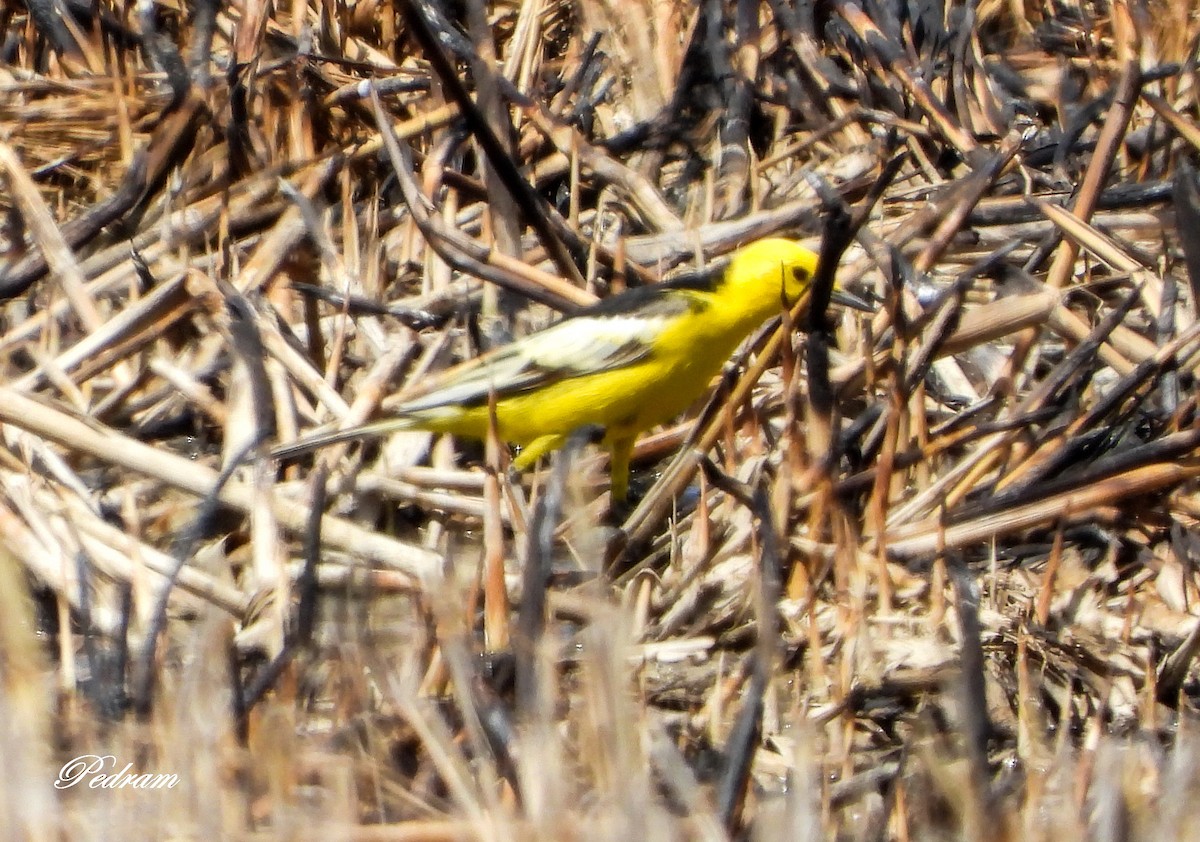 Citrine Wagtail (Black-backed) - ML562285421