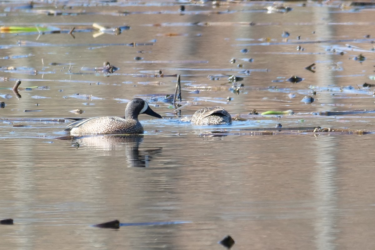 Blue-winged Teal - ML562285481