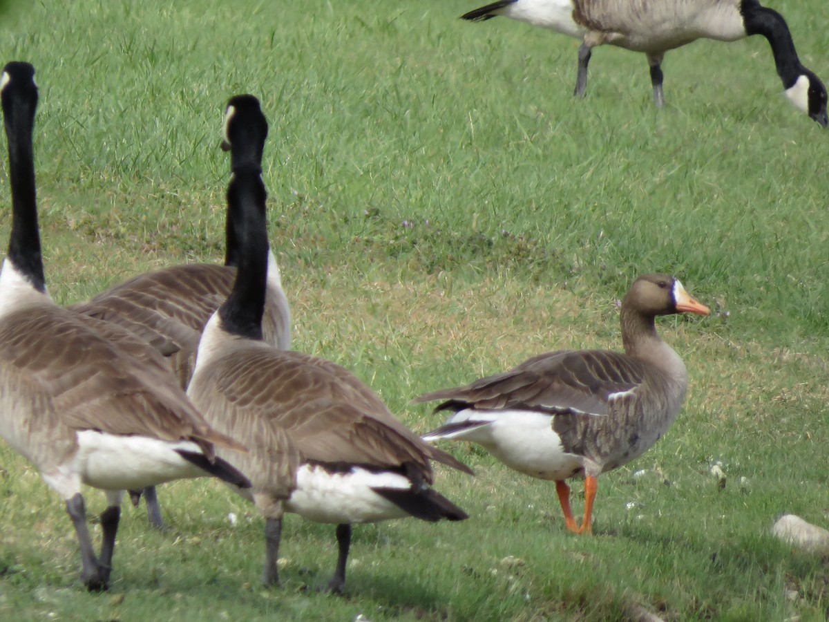 Greater White-fronted Goose - ML562285551