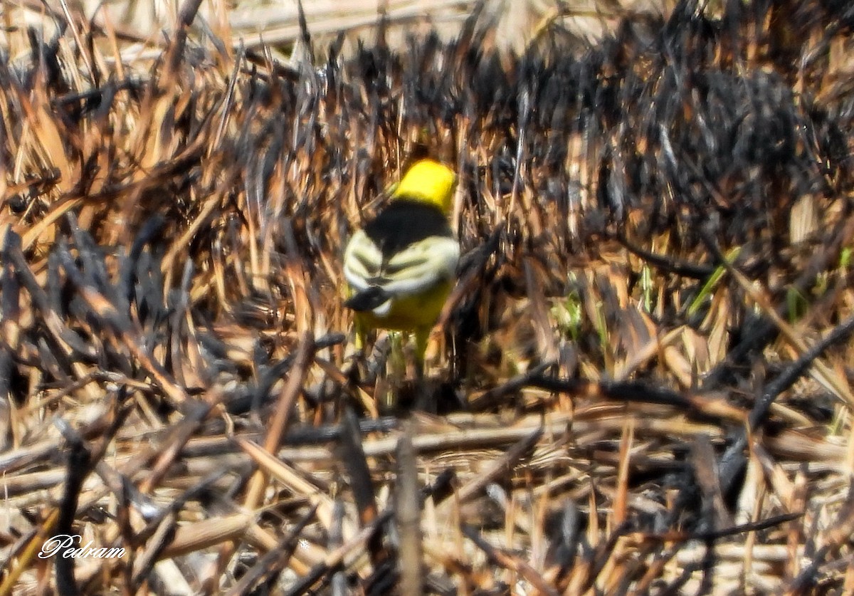 Citrine Wagtail (Black-backed) - ML562286081