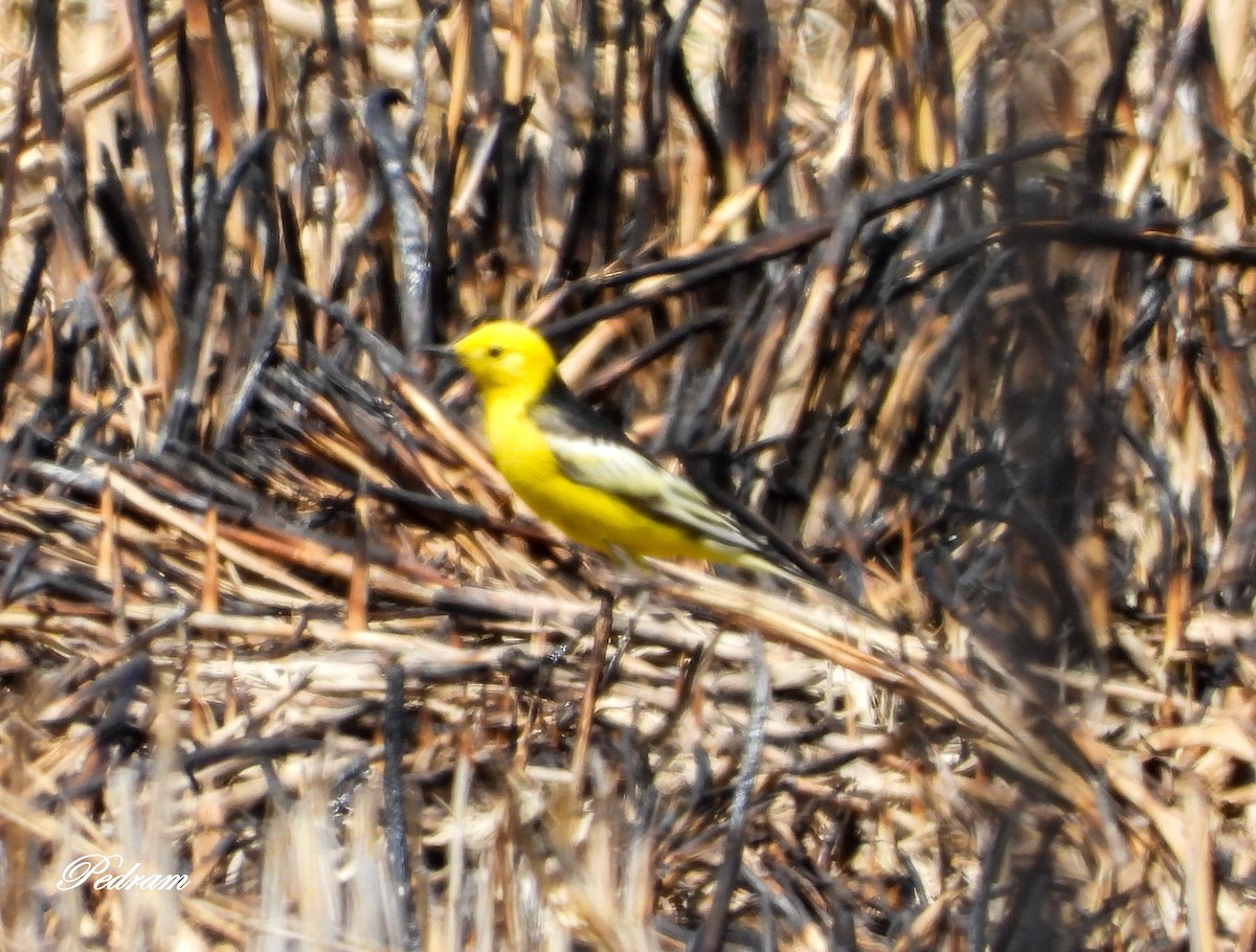 Citrine Wagtail (Black-backed) - ML562286661