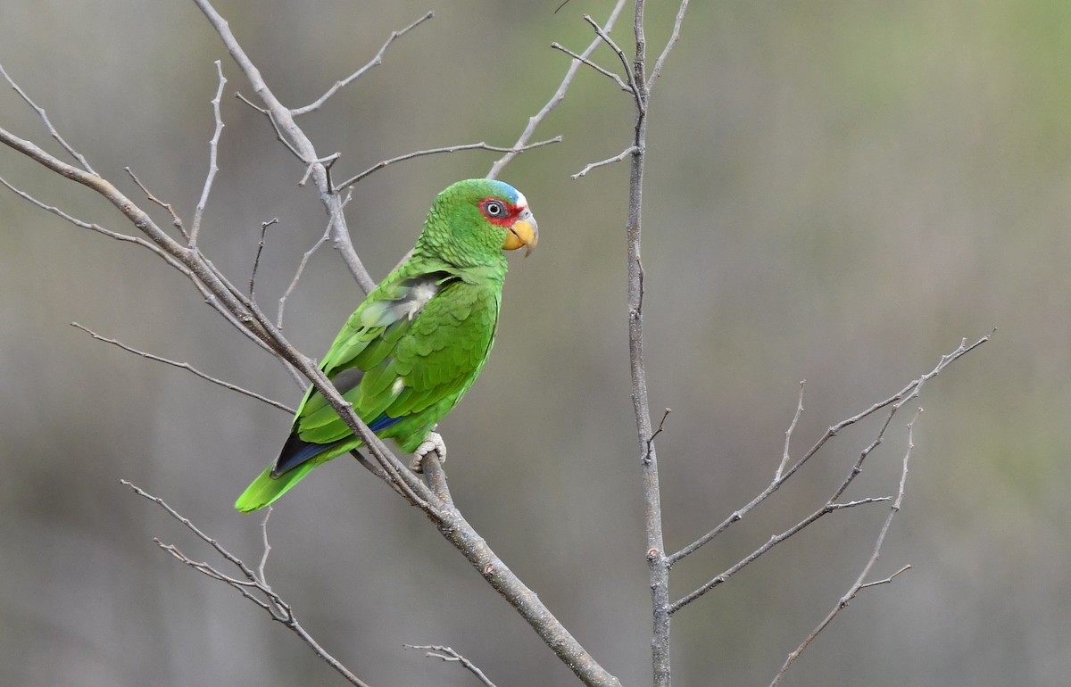 White-fronted Parrot - ML562287011