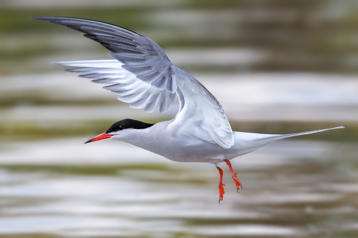 Common Tern - Zoran T.