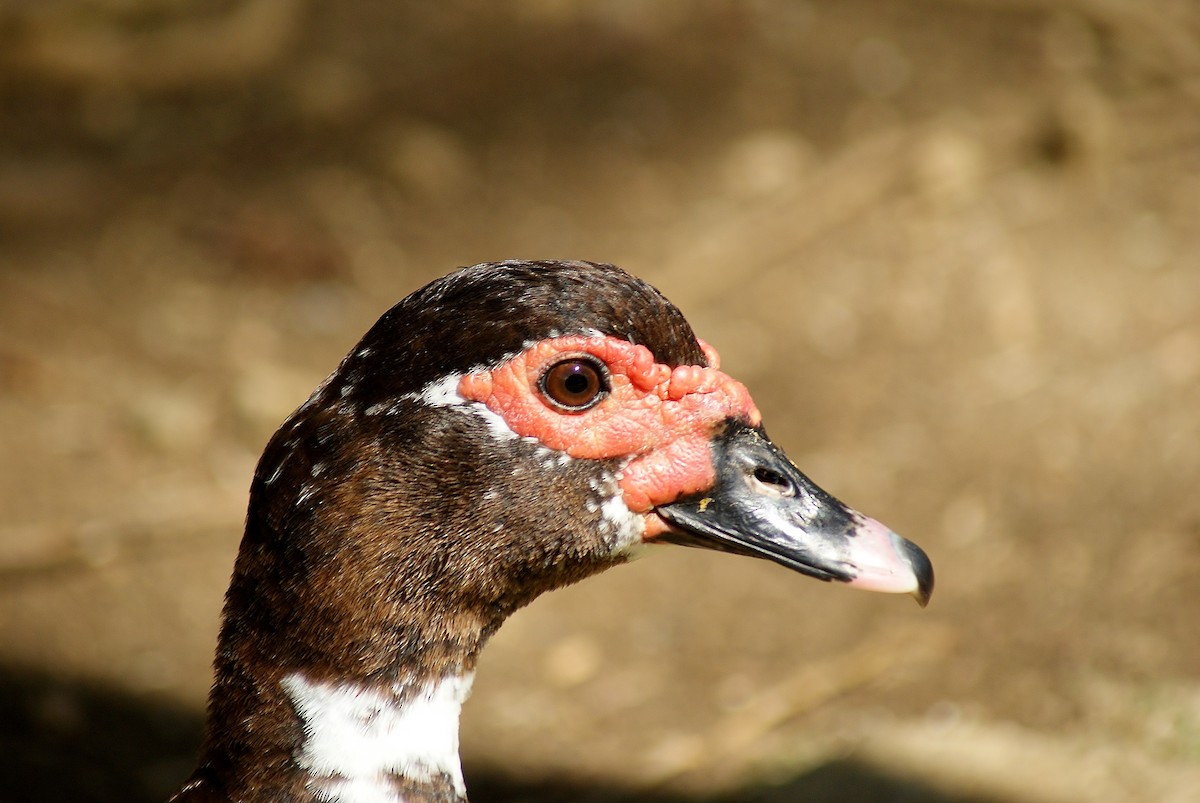 Muscovy Duck (Domestic type) - Claire et Robert Fortin