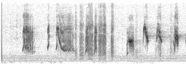Woodchat Shrike - ML562297071