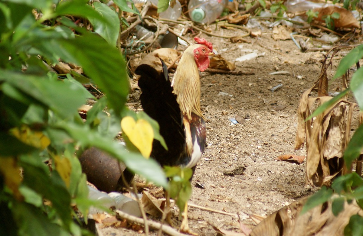 Red Junglefowl (Domestic type) - Claire et Robert Fortin