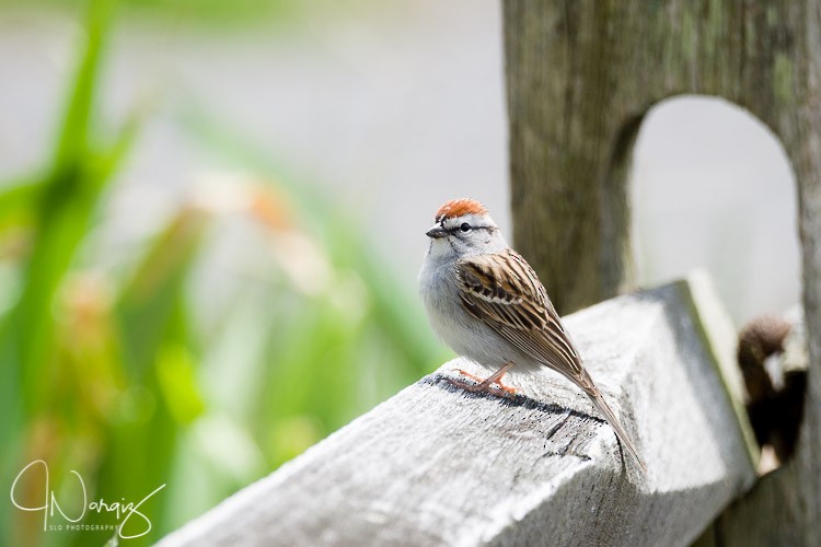 Chipping Sparrow - ML56230171