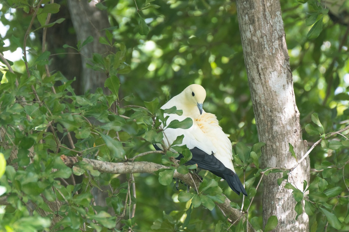 Pied Imperial-Pigeon - ML562302401