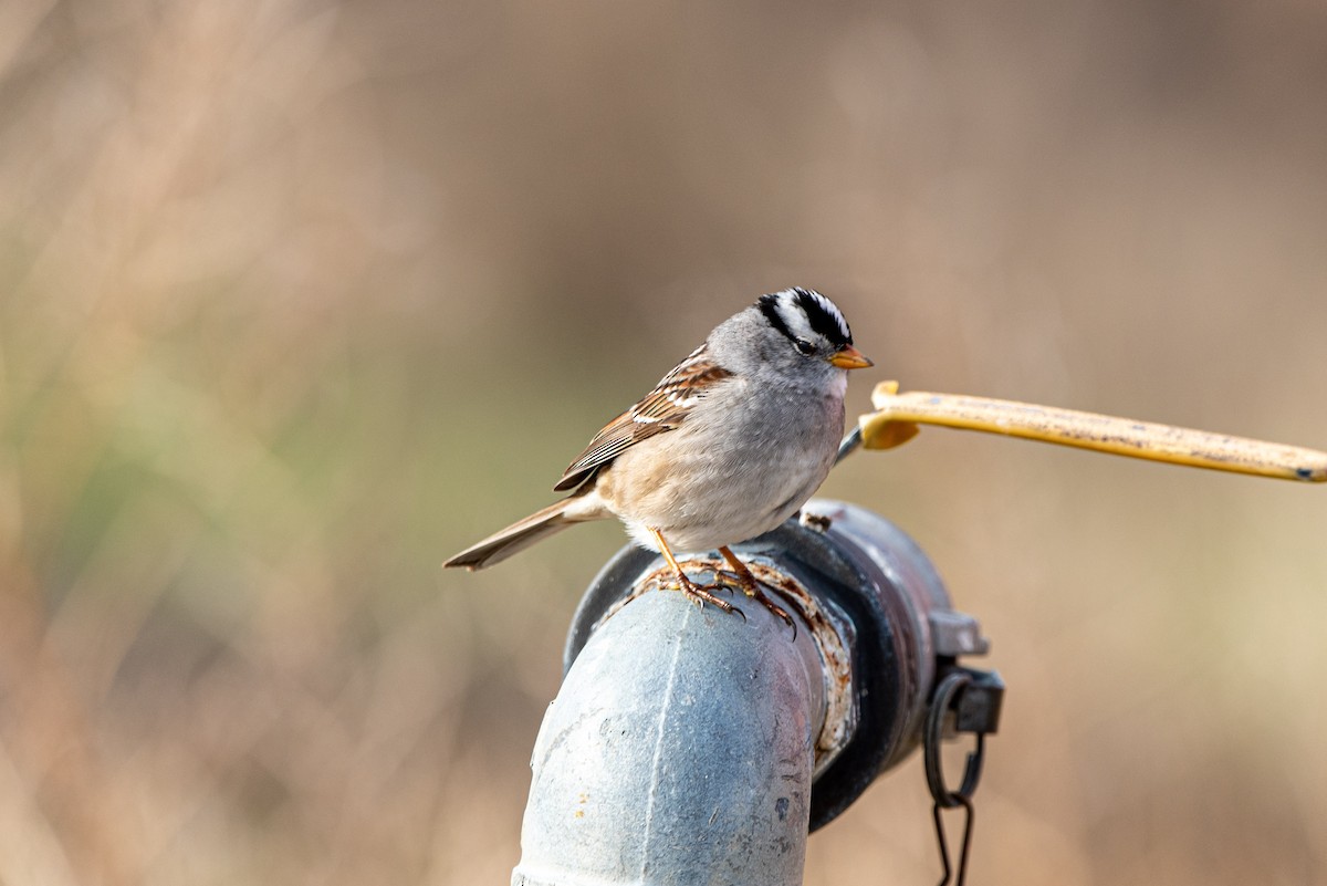 White-crowned Sparrow - ML562305041