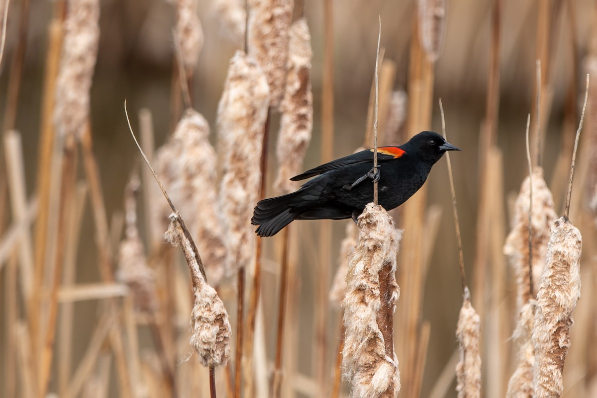 Red-winged Blackbird - ML562305091