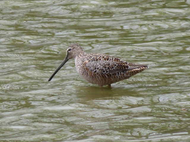 Long-billed Dowitcher - ML562306051