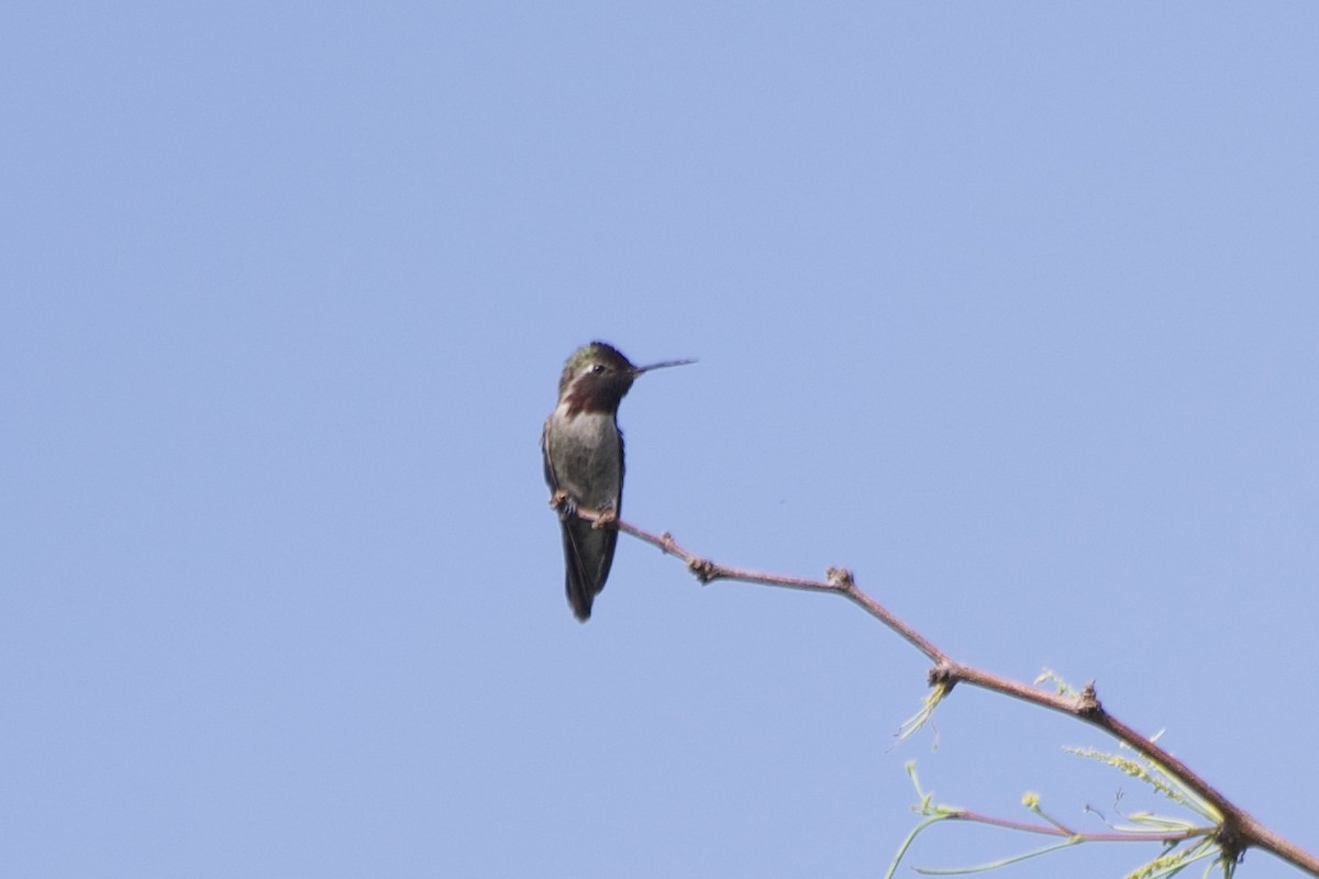 Costa's Hummingbird - ML562309951