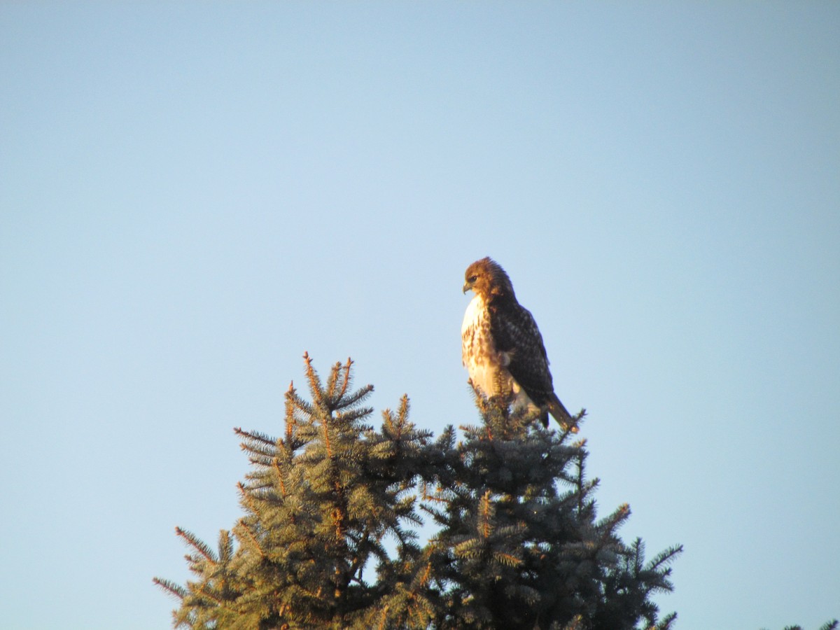 Red-tailed Hawk - ML562310561