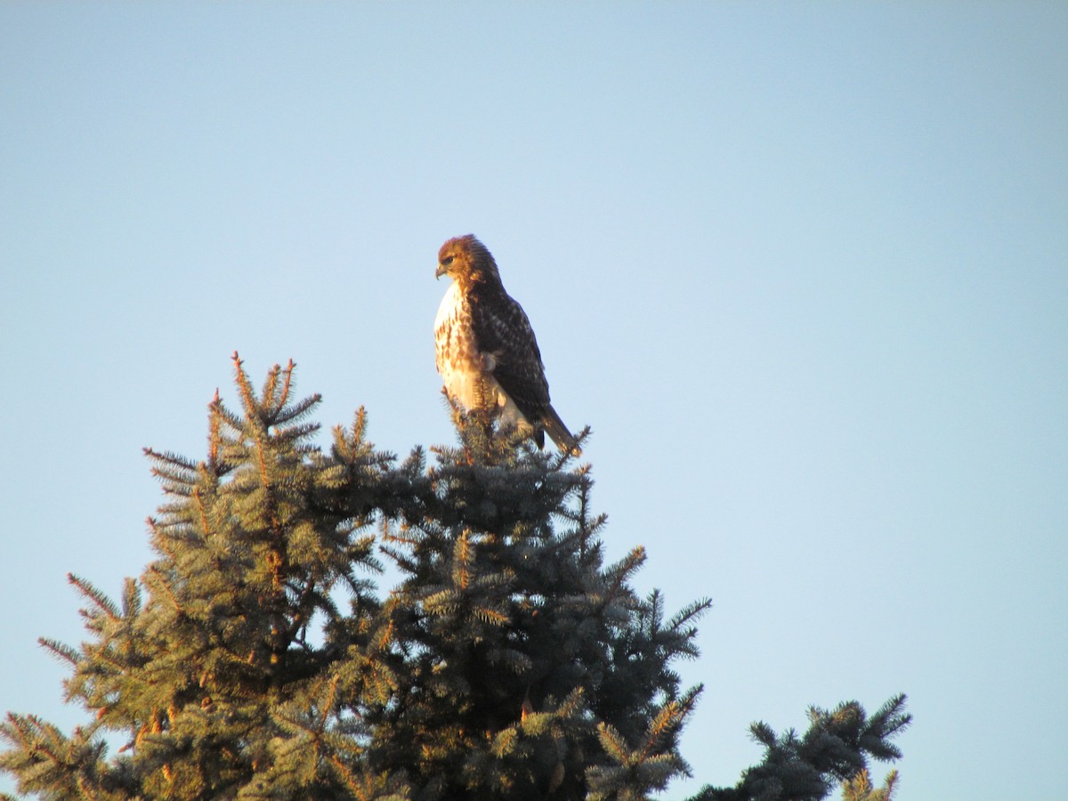 Red-tailed Hawk - ML562310611