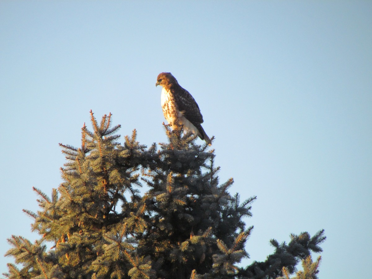 Red-tailed Hawk - ML562310961