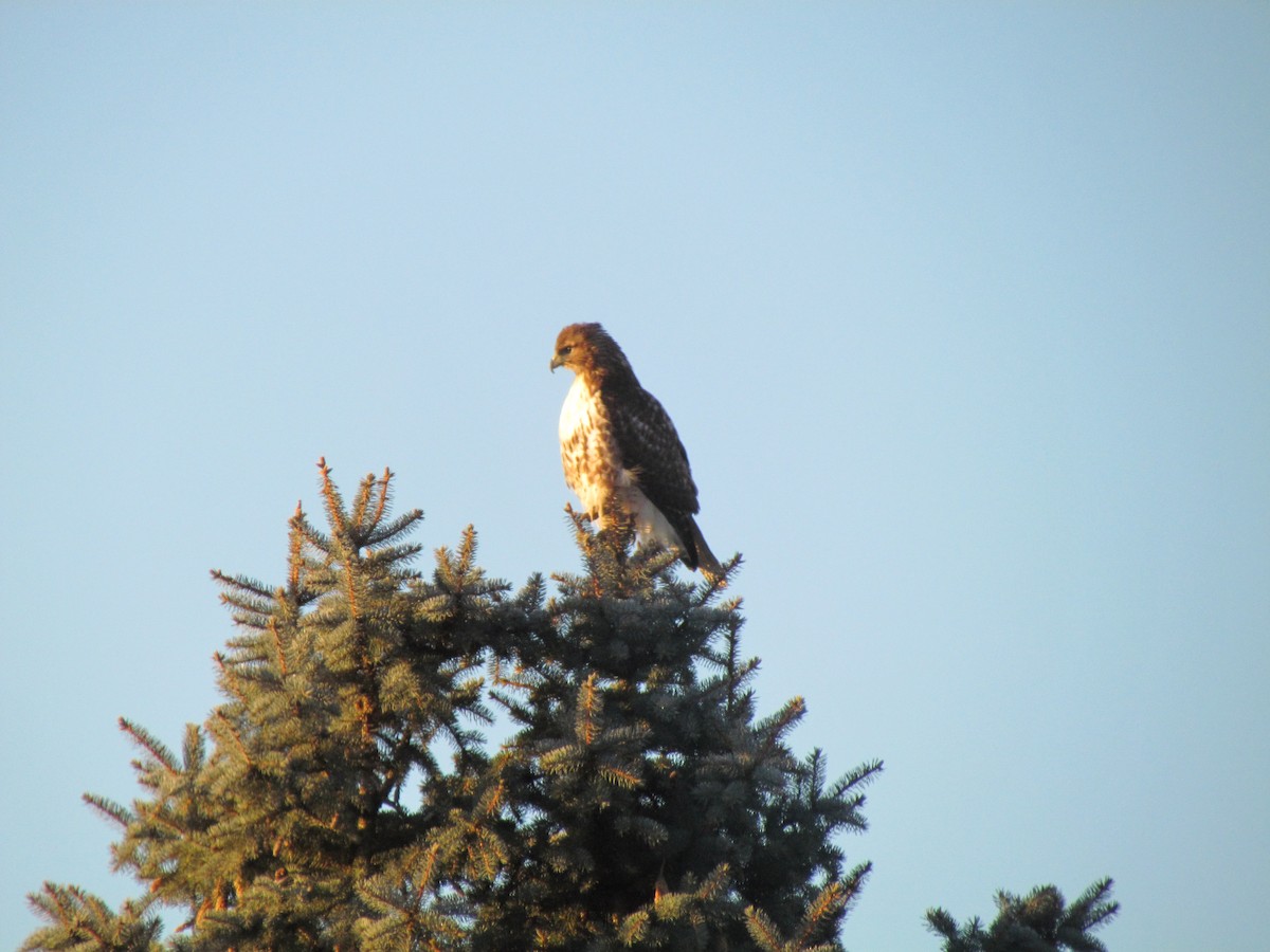 Red-tailed Hawk - ML562310991