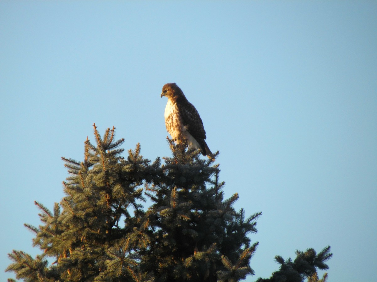 Red-tailed Hawk - ML562311191