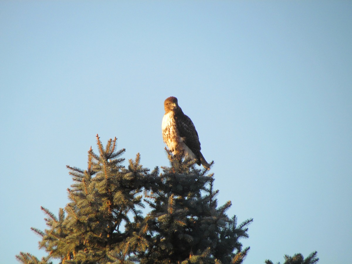 Red-tailed Hawk - ML562311221